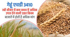 Wheat HD3410, High-Yielding Advanced Variety for Rabi Season with Increased Market Demand